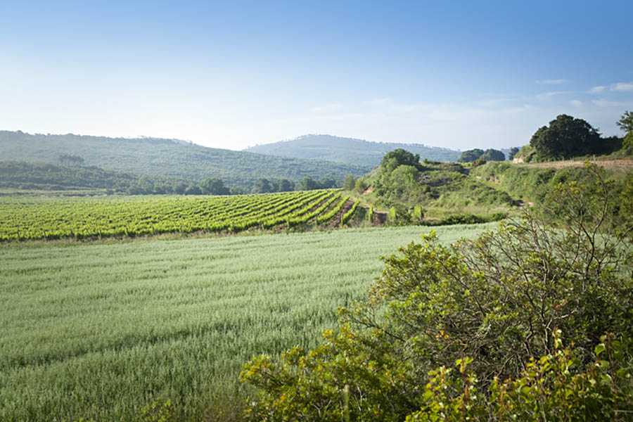 vineyards around Masia Viladellops